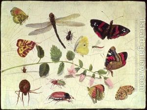 Butterflies-Insects-And-Flowers