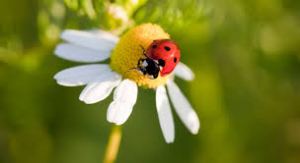 daisy and ladybug